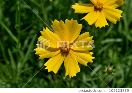 Okin Keiki之花 Okin Keiki之花 103123889
