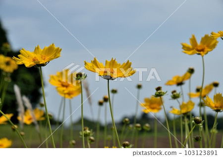 Okin Keiki之花 Okin Keiki之花 103123891