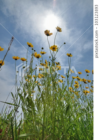 Okin Keiki之花 Okin Keiki之花 103123893