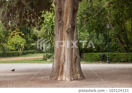 Old tree in a summer aprk 103124131