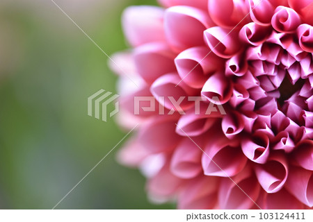 大麗花華麗的花瓣圖像背景花模糊 大麗花華麗的花瓣圖像背景花模糊 103124411