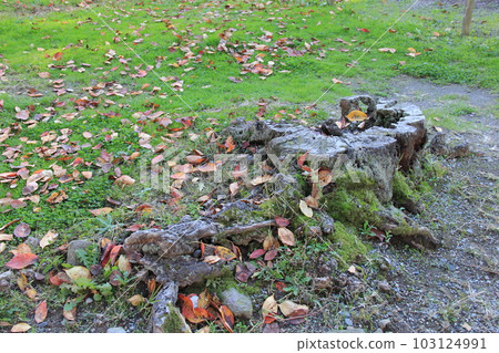 old stump on stump/moss covered ground old stump on stump/moss covered ground 103124991