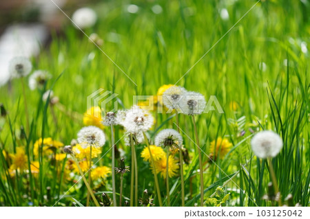 Dandelion cotton hat Dandelion cotton hat 103125042