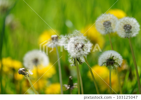 Dandelion cotton hat 103125047