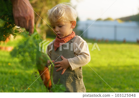 LIttle boy harvesting carrot in their garden. 103125048