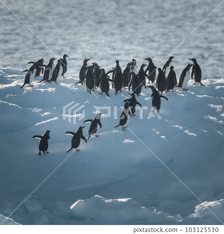 Gentoo Penguin,Pygoscelis papua, on iceberg, Antartica Gentoo Penguin,Pygoscelis papua, on iceberg, Antartica 103125530