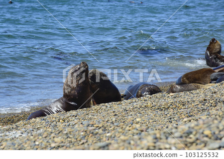 Male Sea Lion , in the coastal colony,Patagonia, Argentina. Male Sea Lion , in the coastal colony,Patagonia, Argentina. 103125532