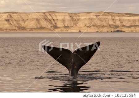 Southern right whale,jumping behavior, Southern right whale,jumping behavior, 103125584