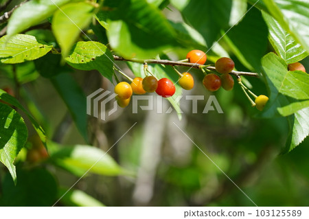 小鳥喜歡的櫻桃結出可愛的果實 小鳥喜歡的櫻桃結出可愛的果實 103125589