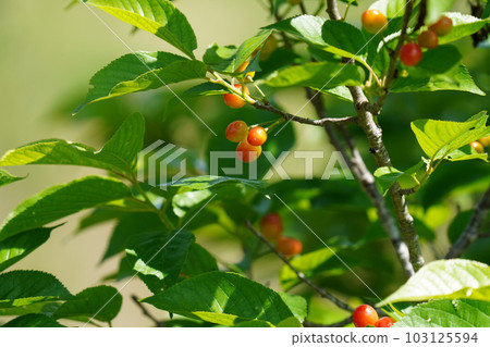 Cherries that small birds like bear fruit cutely Cherries that small birds like bear fruit cutely 103125594