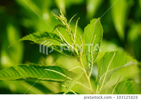 Small chestnut flower buds begin to appear 103125828