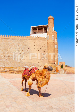Ark of Bukhara Fortress in Uzbekistan 103126218