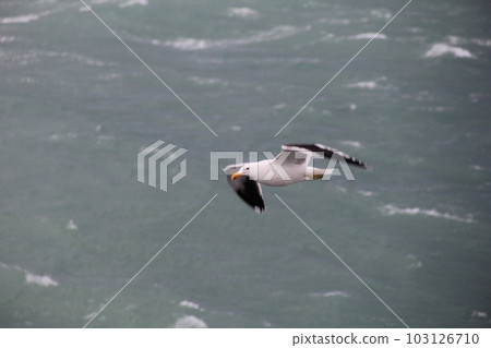 Slaty-backed Gull (Southern Large-backed Black Seagull) / Gliding over the sea 103126710