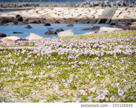 A sandy beach of the Seto Inland Sea (Harimanada) in early summer with bindweed flowers blooming. The coast in Akashi City, Hyogo Prefecture. 103126848