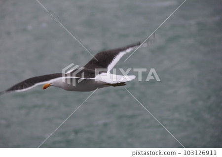 Slaty-backed Gull（南方大背黑海鷗）/滑翔在海面上 103126911