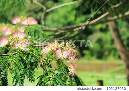 Silk tree pink petals 103127030