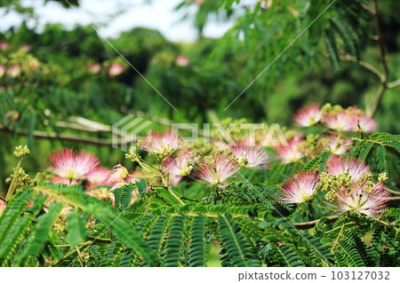 Nemnoki花 Nemnoki花 103127032