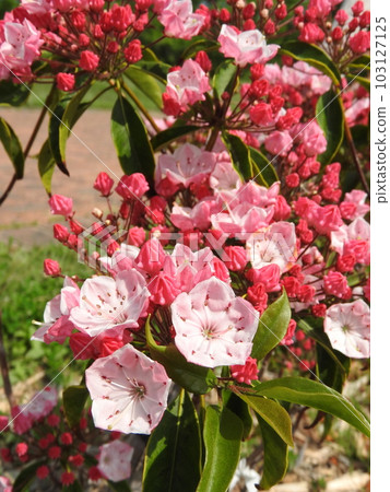 Flowers of blooming Kalmia (American rhododendron) Flowers of blooming Kalmia (American rhododendron) 103127125