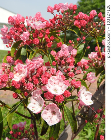 Flowers of blooming Kalmia (American rhododendron) Flowers of blooming Kalmia (American rhododendron) 103127126