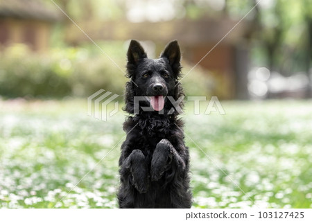 Funny black mudi dog posing at nature Funny black mudi dog posing at nature 103127425