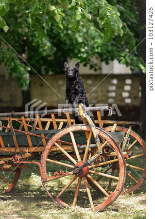 Black mudi dog in traditional wooden cart 103127426