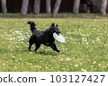 Black mudi dog playing with frisbee disc 103127427