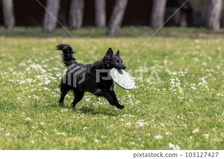 Black mudi dog playing with frisbee disc 103127427
