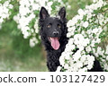 Close up portrait of hungarian black mudi dog at summer 103127429