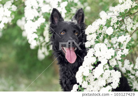 Close up portrait of hungarian black mudi dog at summer Close up portrait of hungarian black mudi dog at summer 103127429