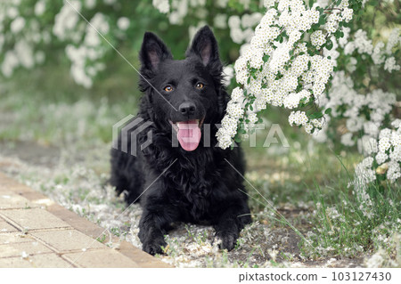 Black mudi dog lying at nature Black mudi dog lying at nature 103127430