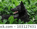 Happy black mudi dog at nature in green grass 103127431