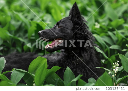 Happy black mudi dog at nature in green grass Happy black mudi dog at nature in green grass 103127431