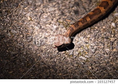 Amami Oshima's Himehab 103127457