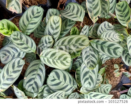 Close up of calathea fishbone plant Close up of calathea fishbone plant 103127526