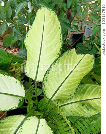 Close up of dieffenbachia plant  103127916