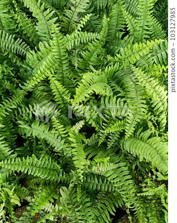 Close up of fishbone fern plant Close up of fishbone fern plant 103127985