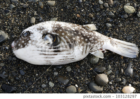 被沖上岸的佐佐波河豚 103128297