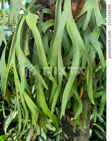 Close up of staghorn fern plant Close up of staghorn fern plant 103128298