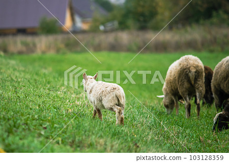 Brown sheep and lamb graze on farmers pasture. Rural life, cattle breeding. 103128359