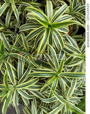 Close up of song of india plant  103128420