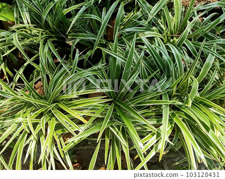 Close up of walking anthericum plant Close up of walking anthericum plant 103128431