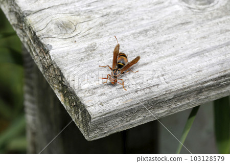 Polistes jokahamae 103128579
