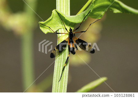 Horikawa Wedge Beard Gumbo 103128861