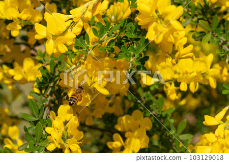 美麗的含羞草 103129018