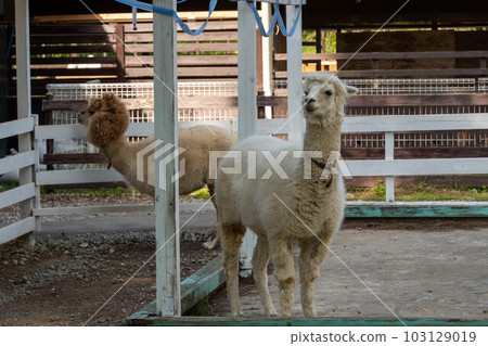 羊駝 103129019