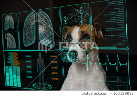 Jack Russell Terrier dog looks at a virtual screen with a medical examination of the respiratory system. HUD menu. Jack Russell Terrier dog looks at a virtual screen with a medical examination of the respiratory system. HUD menu. 103129052