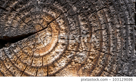 cross section of wood with grain visible 103129086