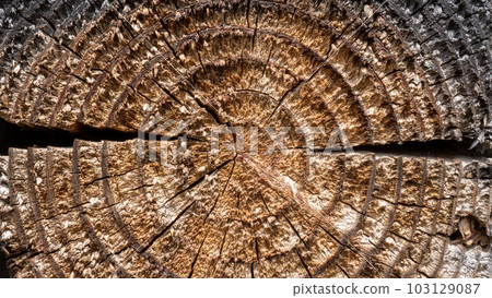 cross section of wood with grain visible 103129087