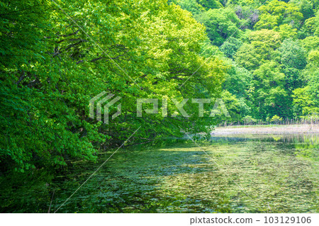 Omine-numa Floating Island Minakami-machi with fresh green scenery 103129106
