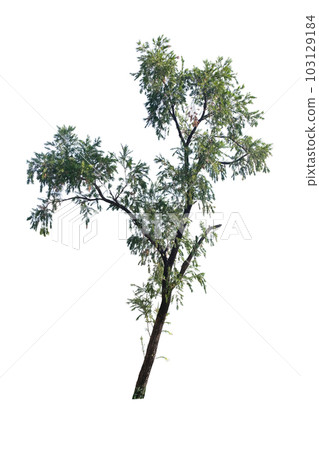 Weeping bottlebrush tree Weeping bottlebrush tree 103129184
